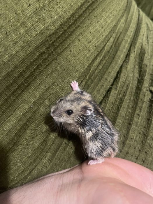 Хомяки джунгарики , маленькі Академмістечко, Новобіличі