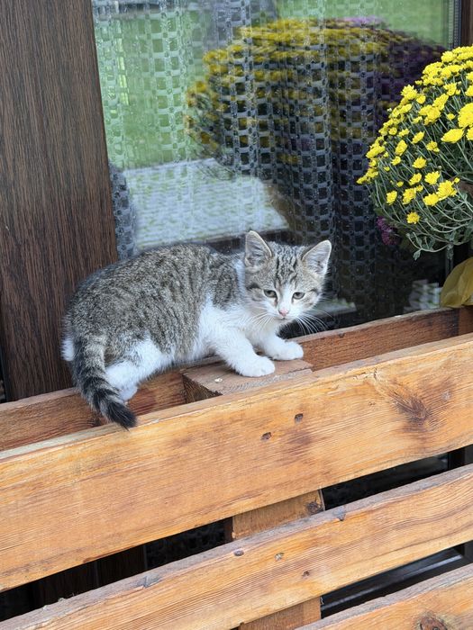 Котенята дівчинка і хлопчик