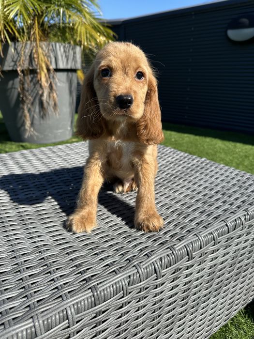Cocker menino lindo