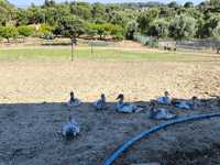 Patos Mudos Caseiros