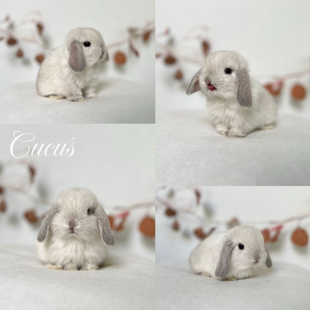 Karzełek Niderlandzki, Mini Lop króliczki rasy Karzełek Teddy