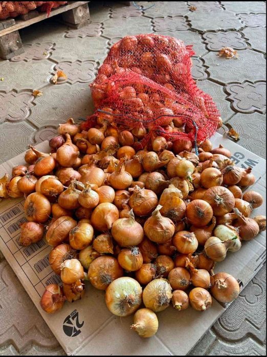 Продам цибулю «Штутгарт» для вигонки зеленого пера