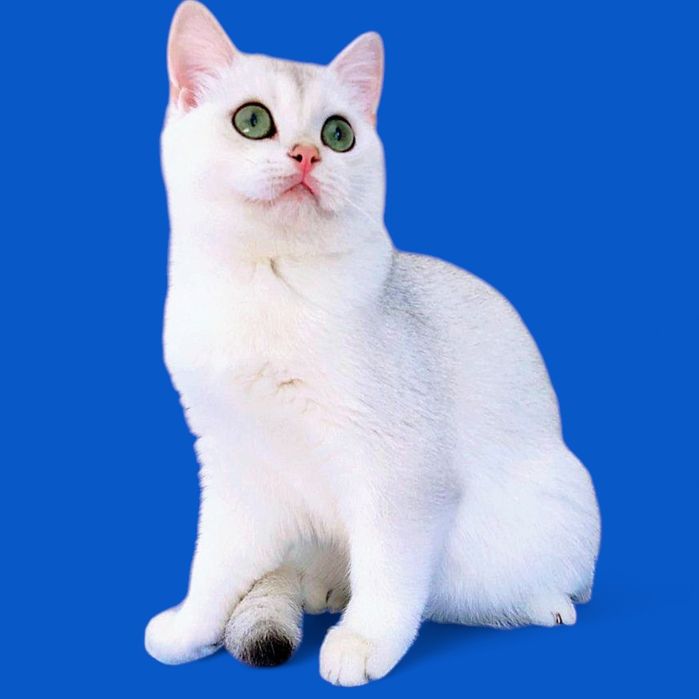 Шиншили кошенята в Україні