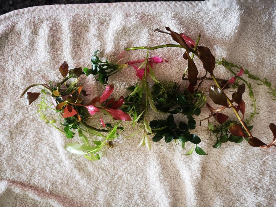 Podas Planta  Aquário 20 pés