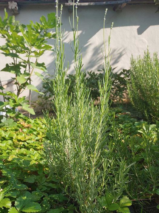 Саджанці лаванди, Саженцы лаванды