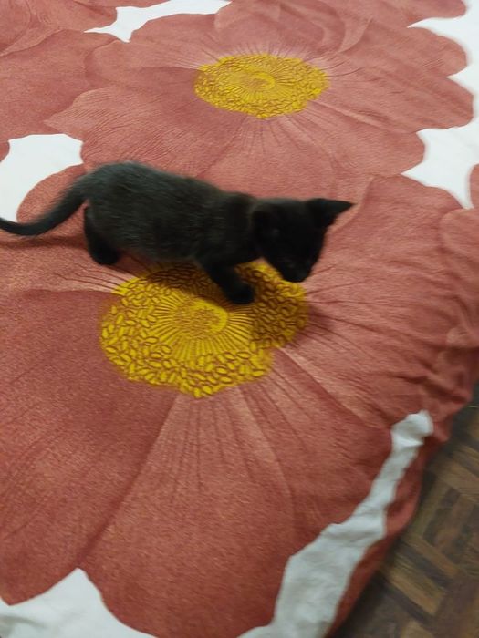 Gatinha especial para adoção com esterilização gratuita