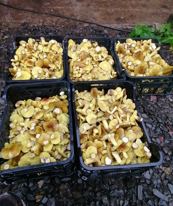 Gąska zielona świeża 10 kg
