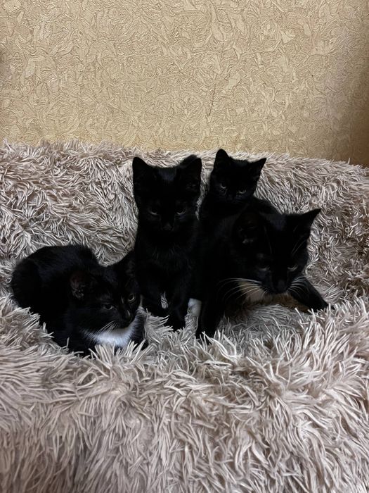 Котята ищут дом их выкинули на улицу