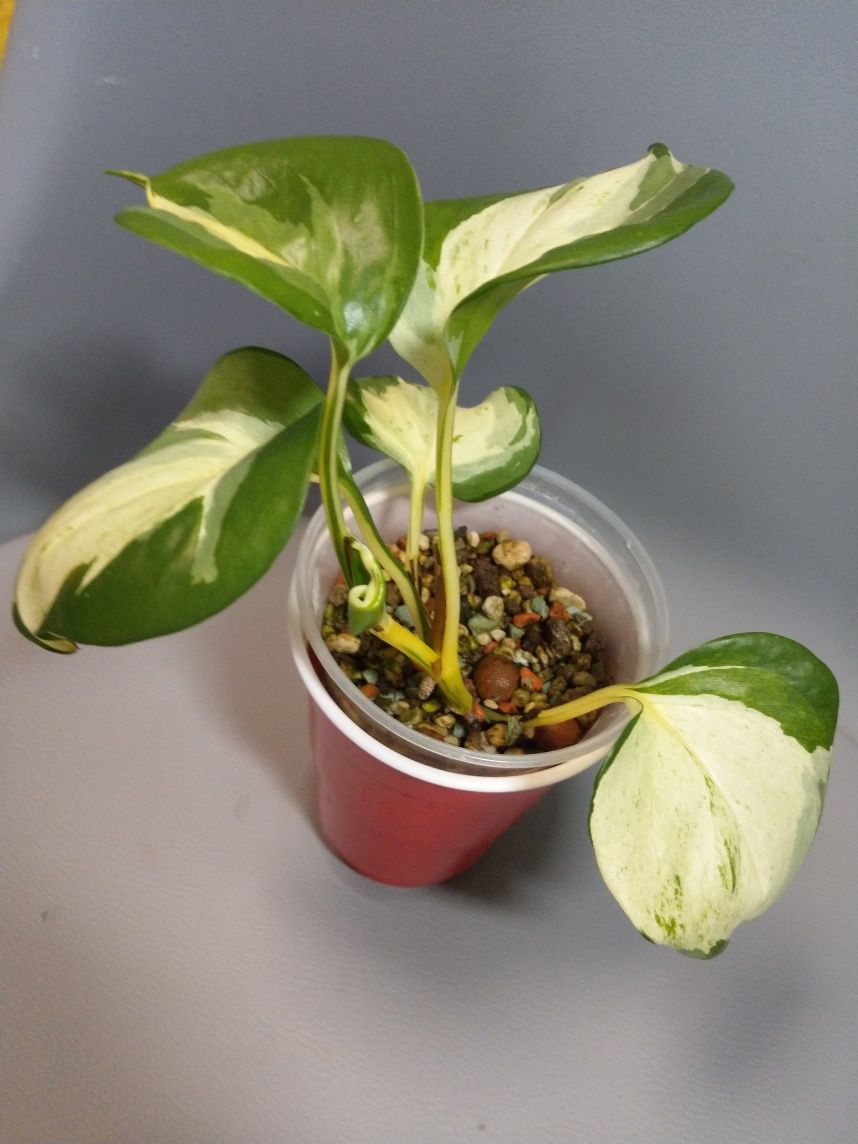 Epipremnum happy leaf