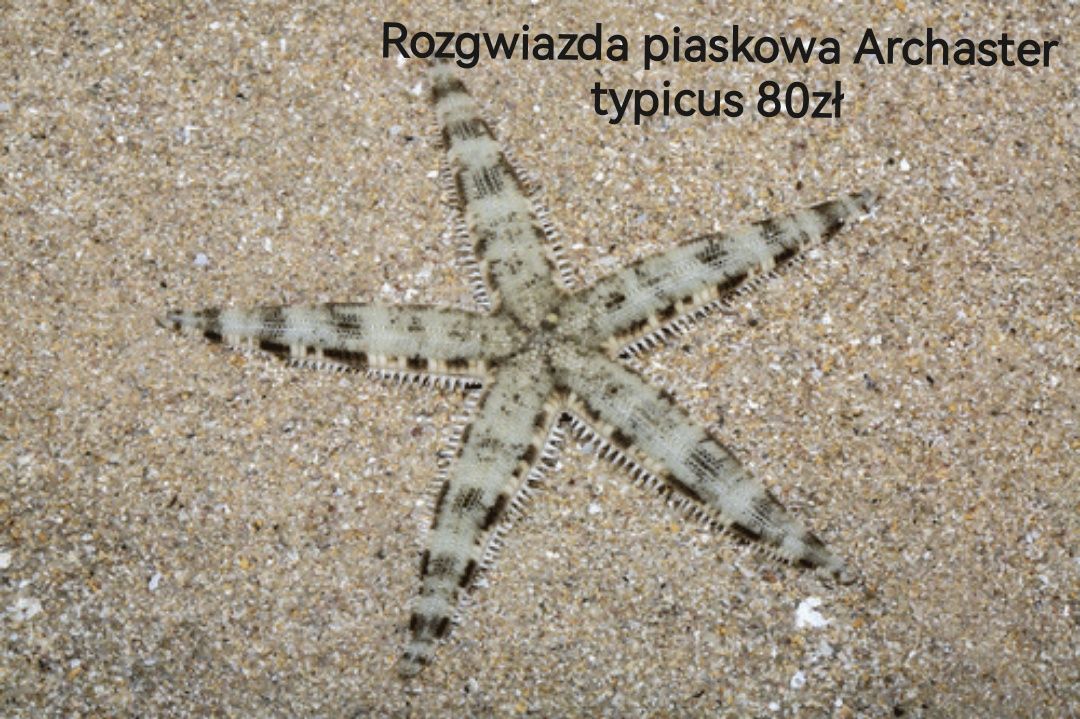 ROZGWIAZDA MORSKA Piaskowa Archaster typicus Akwarium morskie WYSYŁKA