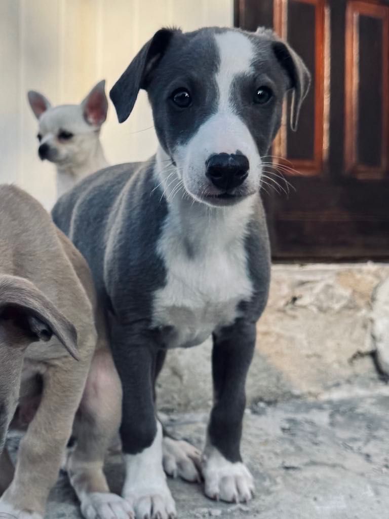 Whippet chart angielski eleganckie pieski
