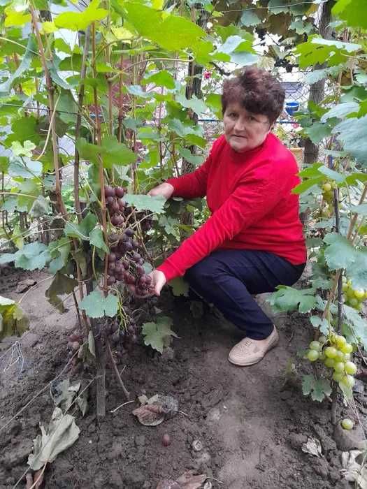 Саджанці винограду,саженцы винограда
торнадо, 
чорний кристал,
Аркадій