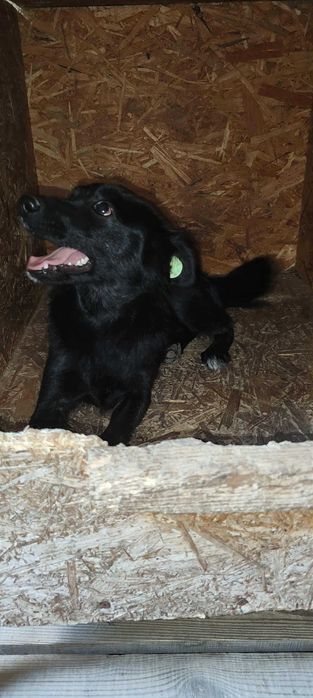Pokochaj maleńką kochana sunię adoptuj