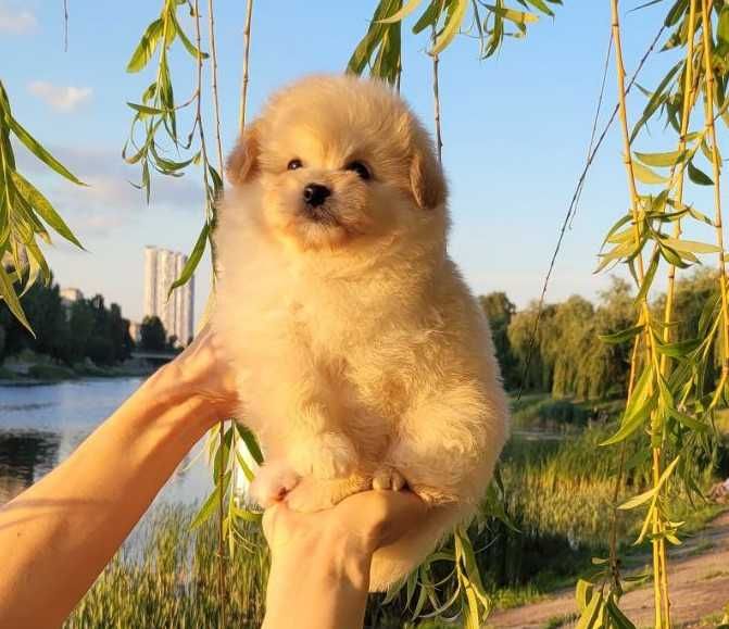 Містер Пухнастик) Хлопчик-цуценя дизайнерської породи PomaPoo. Київ