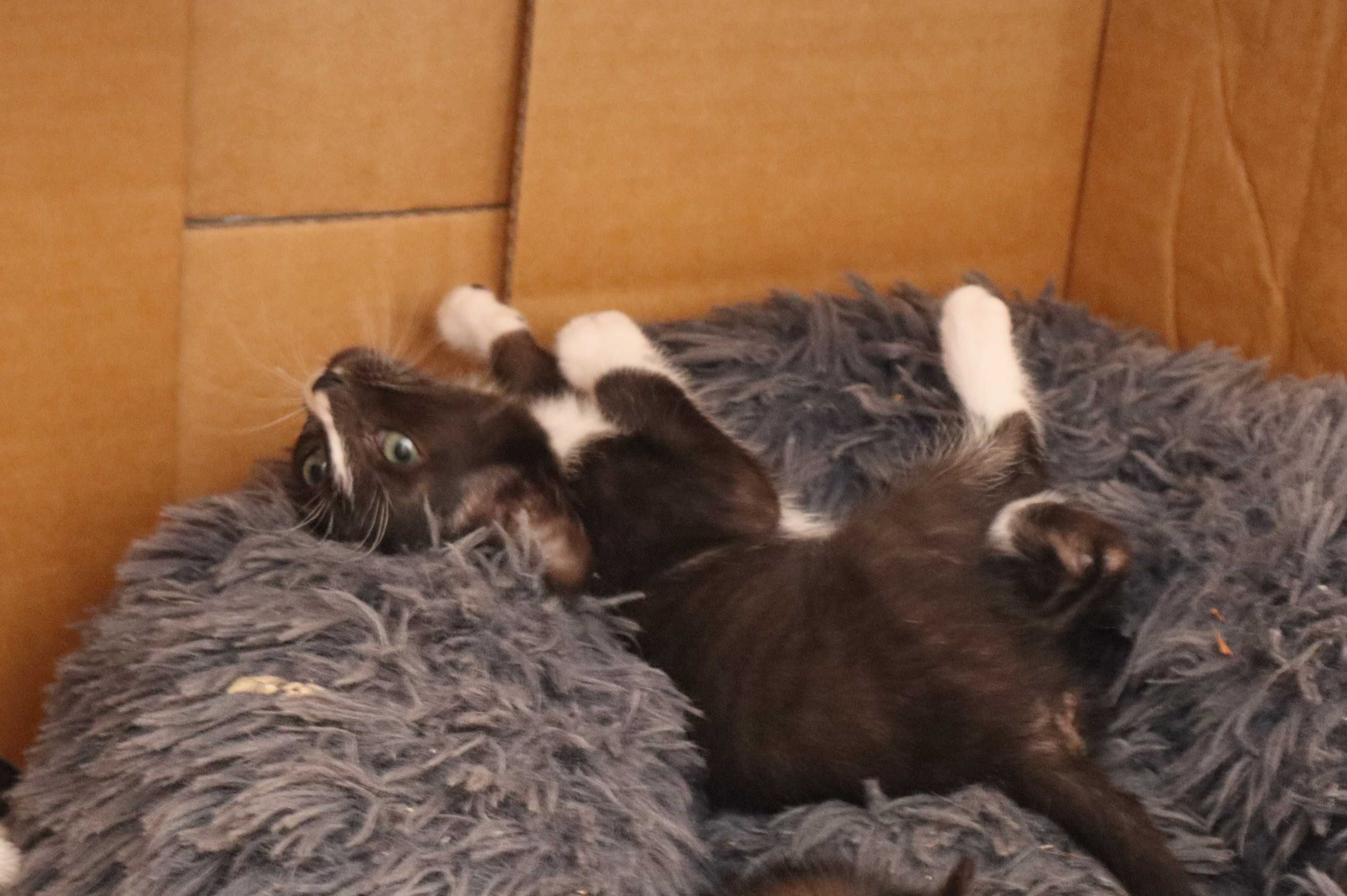 2 Gatinhos à procura de família- Tavira (Algarve)