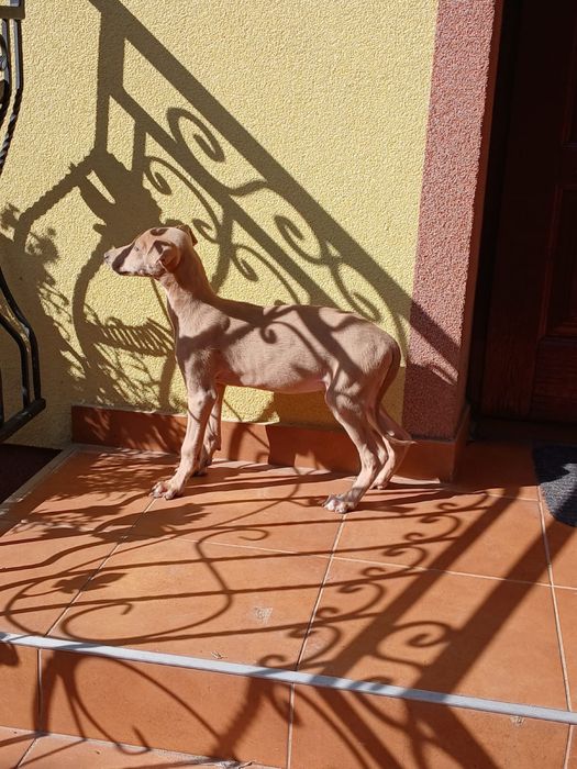 Chart Angielski Greyhound śliczny piesek