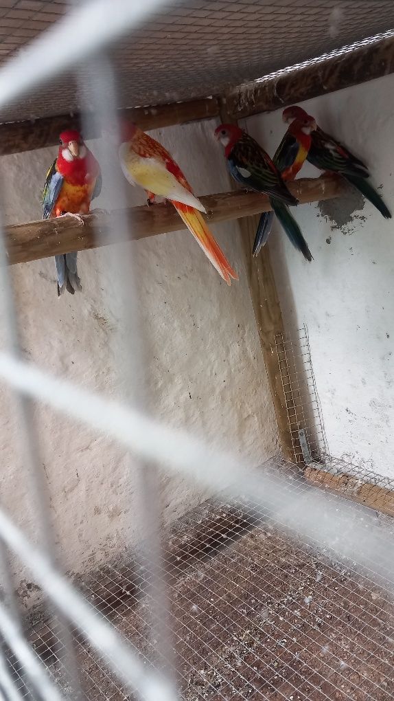 Disponível 3 machos roselas eximius