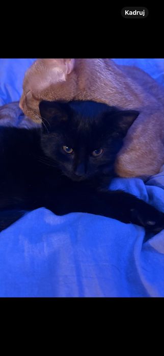 malutki czarny kotek samiec ogloszenie prywatne