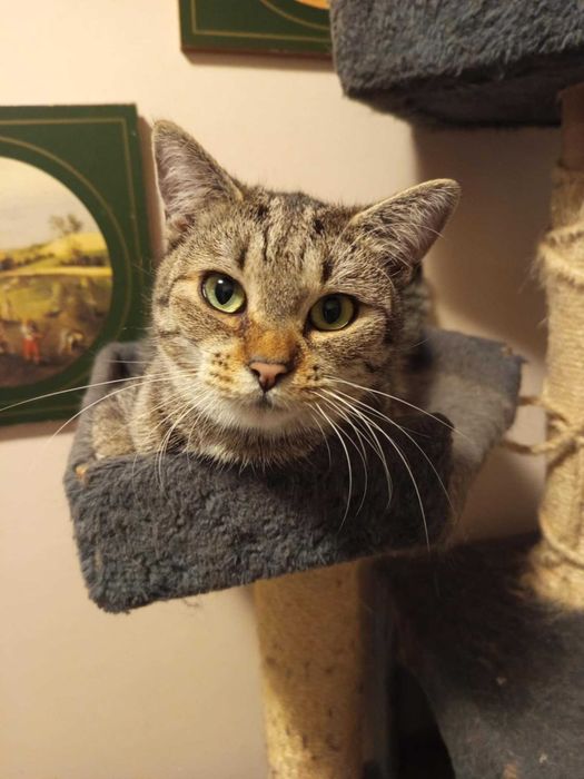 Kocurek Filemon do adopcji