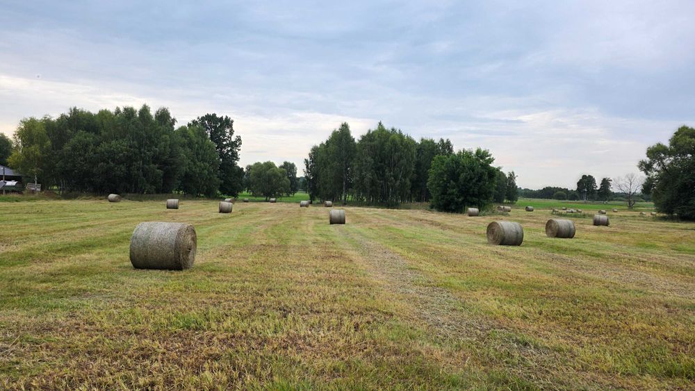 Siano baloty suche i pachnące