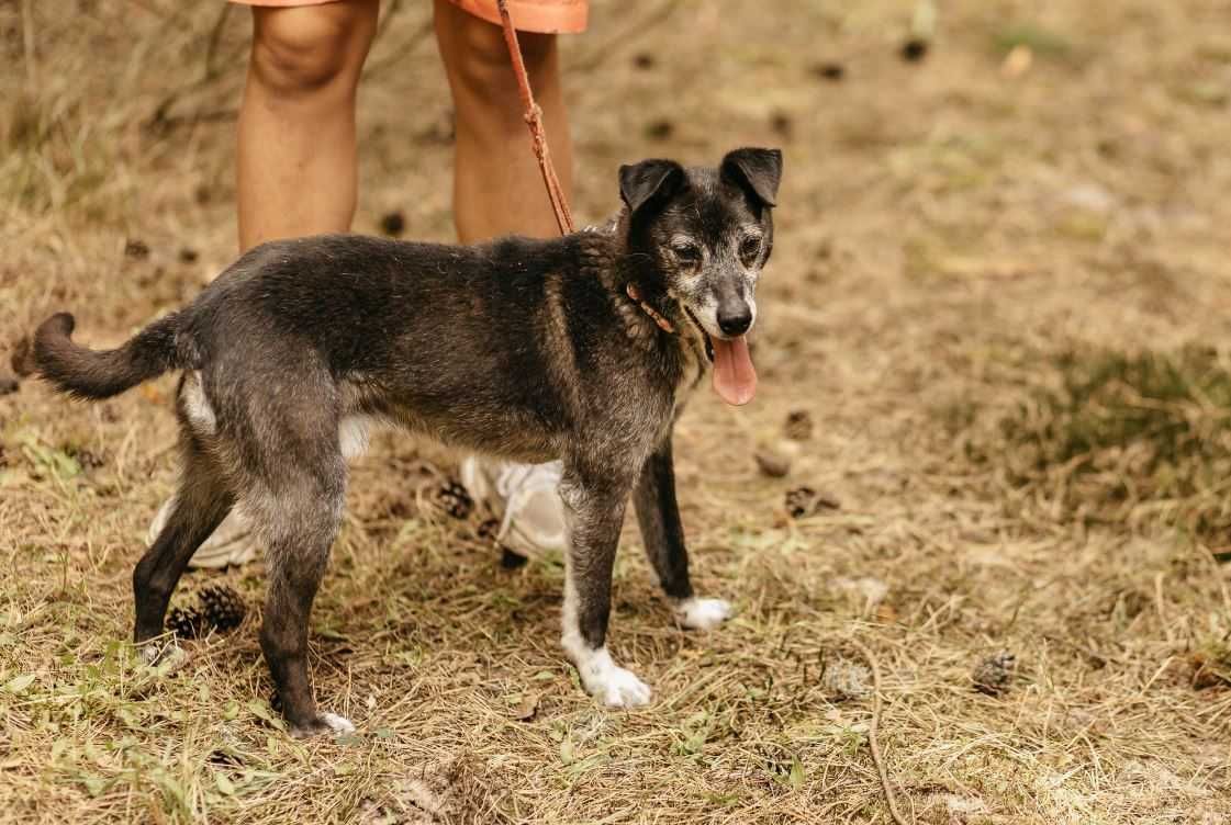 Wyjątkowej urody, psi przyjaciel szuka swojego człowieka