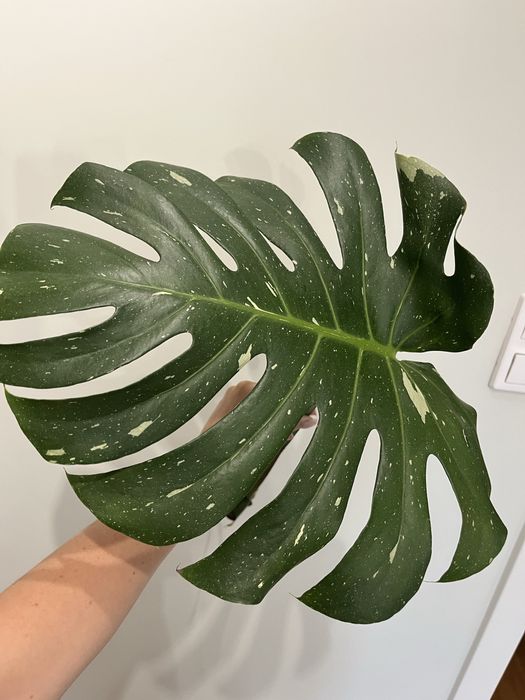 Monstera Thai Constellation