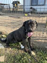 Suczka Cane Corso Italiano