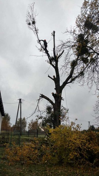 Wycinka i przycinka drzew