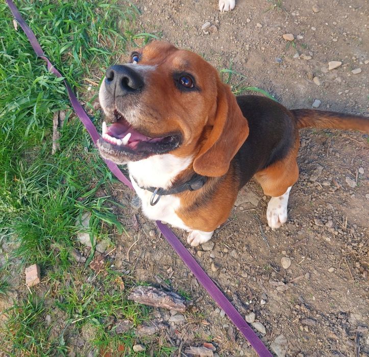 Szczeniak rasy beagle śliczna suczka