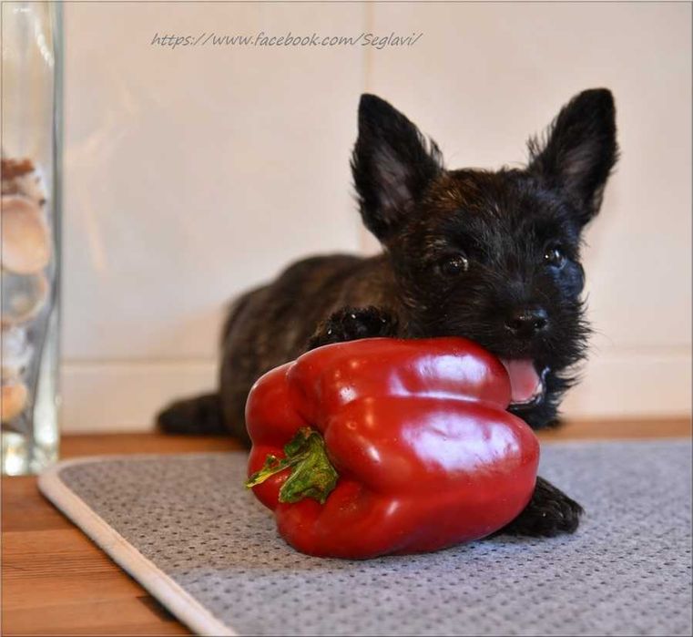 Cairn Terrier - rodowodowy (ZKwP/FCI) piesek po Championach