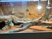 Agama brodata samica + terrarium 60x60x125