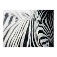 Quadro/Tela zebra IKEA