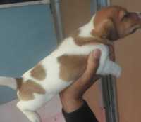 jack russel terrier femêa bebê so hoje