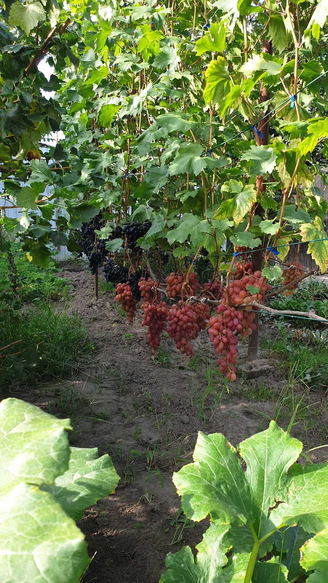 Продам вегетуючи саджанці винограду