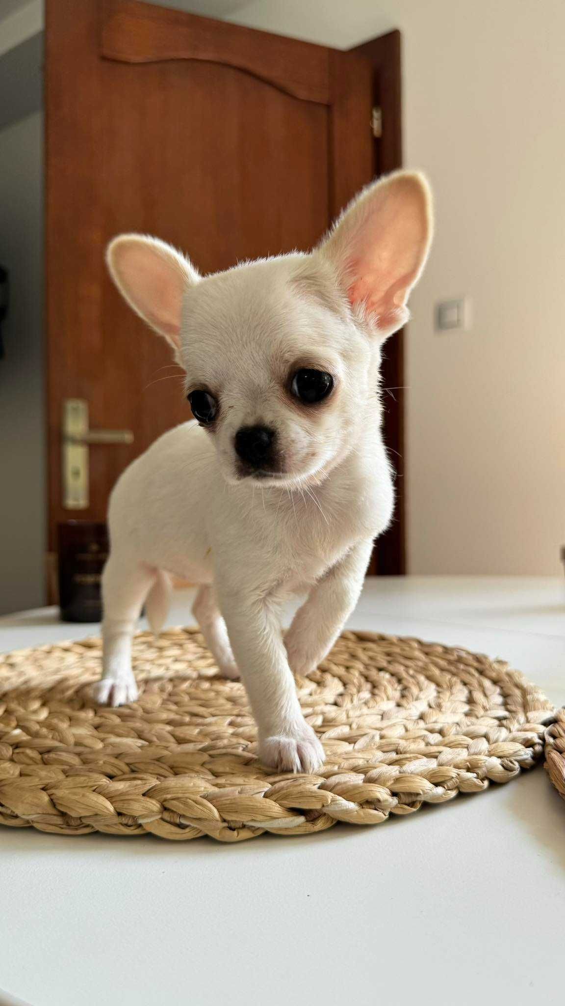 Chłopczyk Chihuahua z Rodowodem Mini do 1,5kg Biały