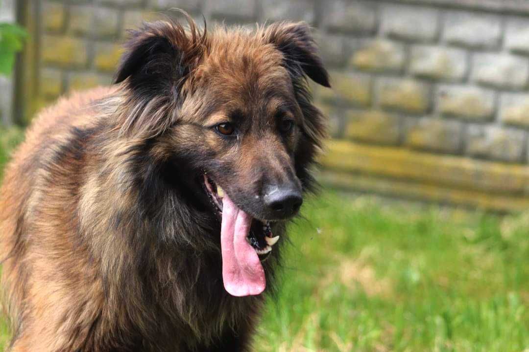 LUK spójrz, pokochaj i adoptuj
