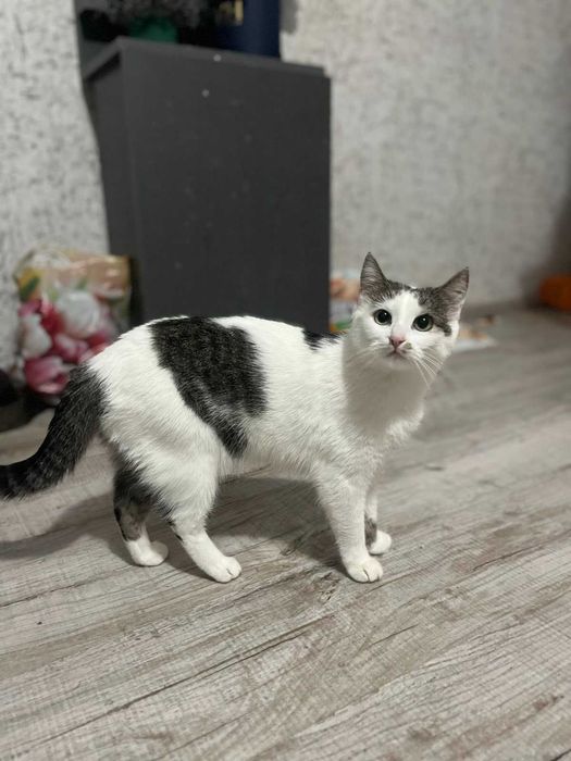 Вишукані киці шукають Сім'ю