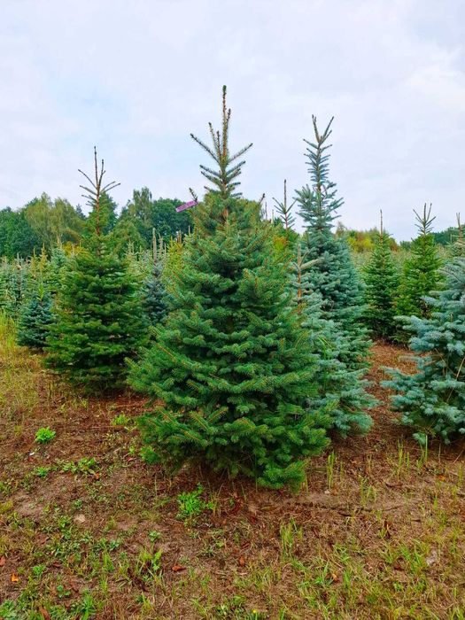 Świerk kłujący srebrny w donicy 60 - 175 cm / Cięty TuChoniki.pl Jodła