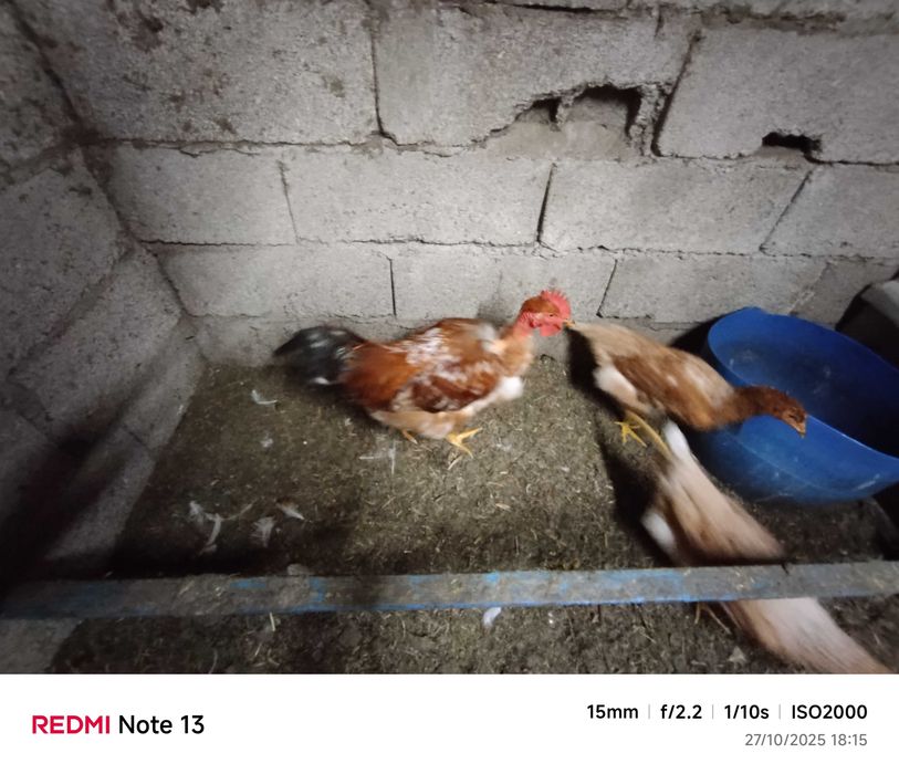 Vendo frangos caseiro