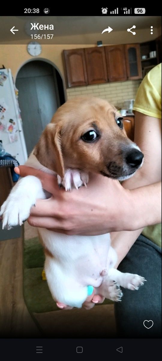Клубний хлопчик Джек Рассел