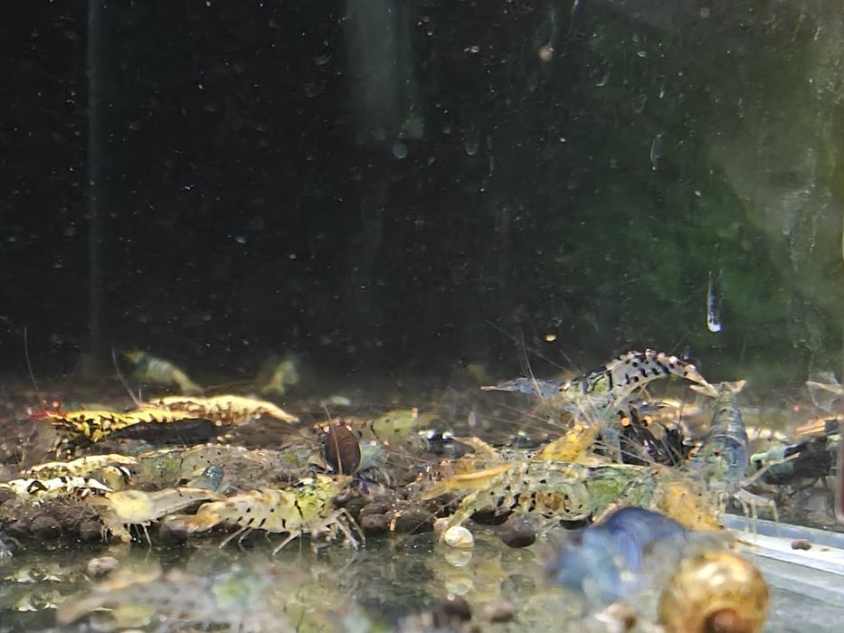 Krewetki Caridina MIKS krewetek