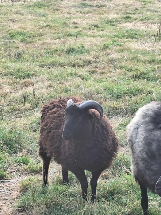 Sprzedam  baranka rasa wrzosówka