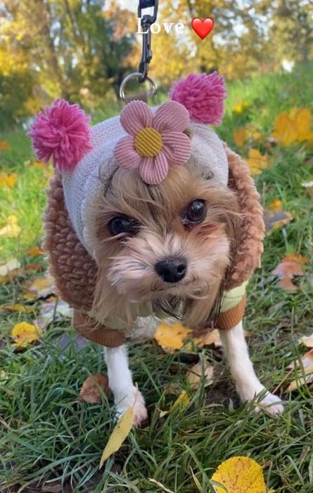 Терміново шукає родину доросла дівчинка бівер йорк міні 4 роки