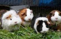 vendo gaiola para animais domésticos