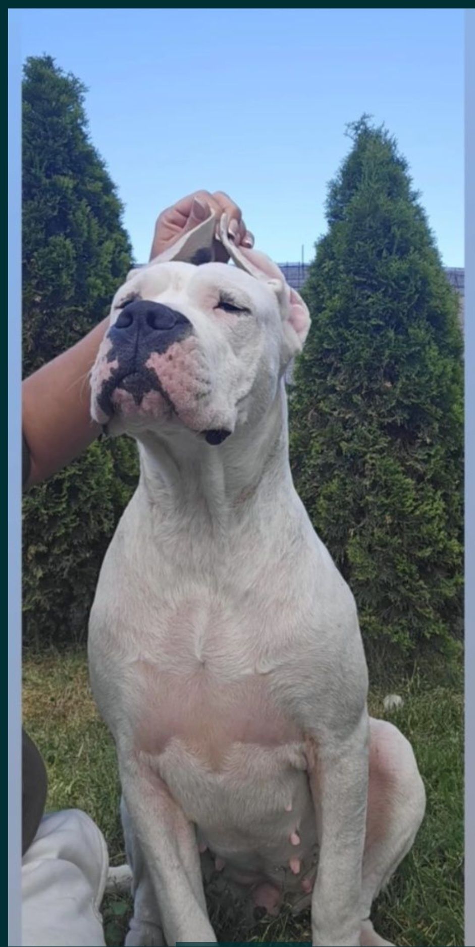 Dog Argentynśki FCI Dogo Argentino