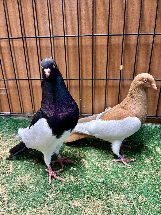 Niemiecka sroka koziołkująca, sroki, gołebie ozdobne