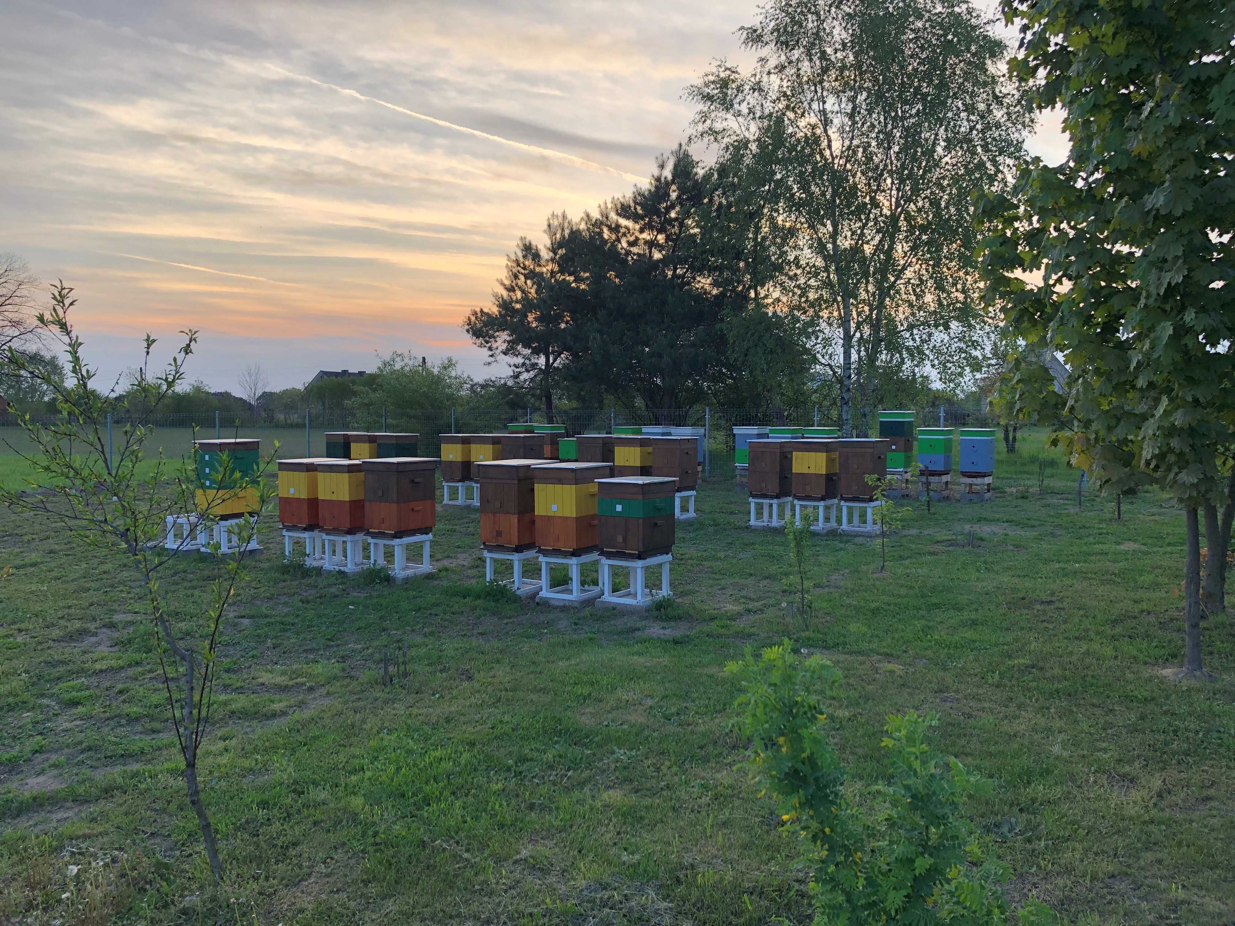 Rodziny pszczele w różnych stadiach rozwoju do wyboru - Stobrawska