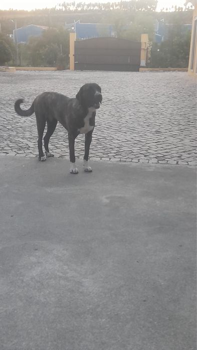 Rafeiro alentejano x cane corse