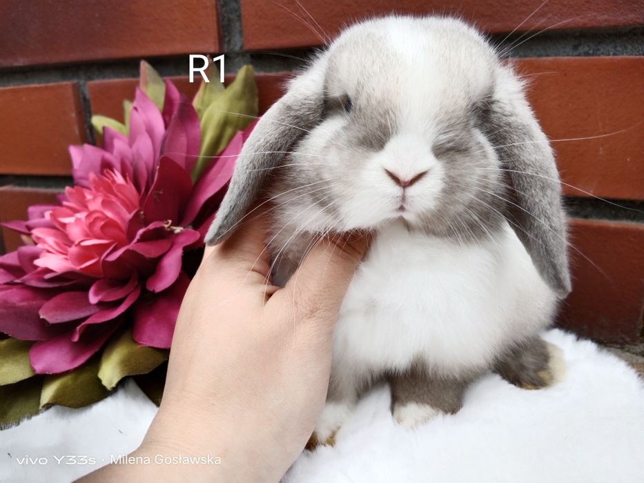 Mini lop, królik miaturka, króliczek baranek, karzełek