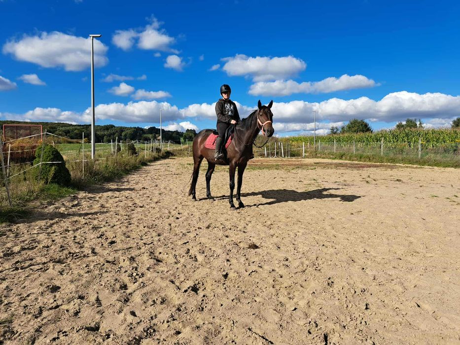 Spokojna 4 letnia klacz SP, NISKA CENA DO KOŃCA ROKU
